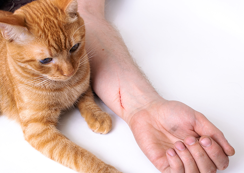 How to prevent cat from scratching wound best sale